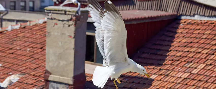 Residential Chimney Animal Removal Solution in Florence, KY